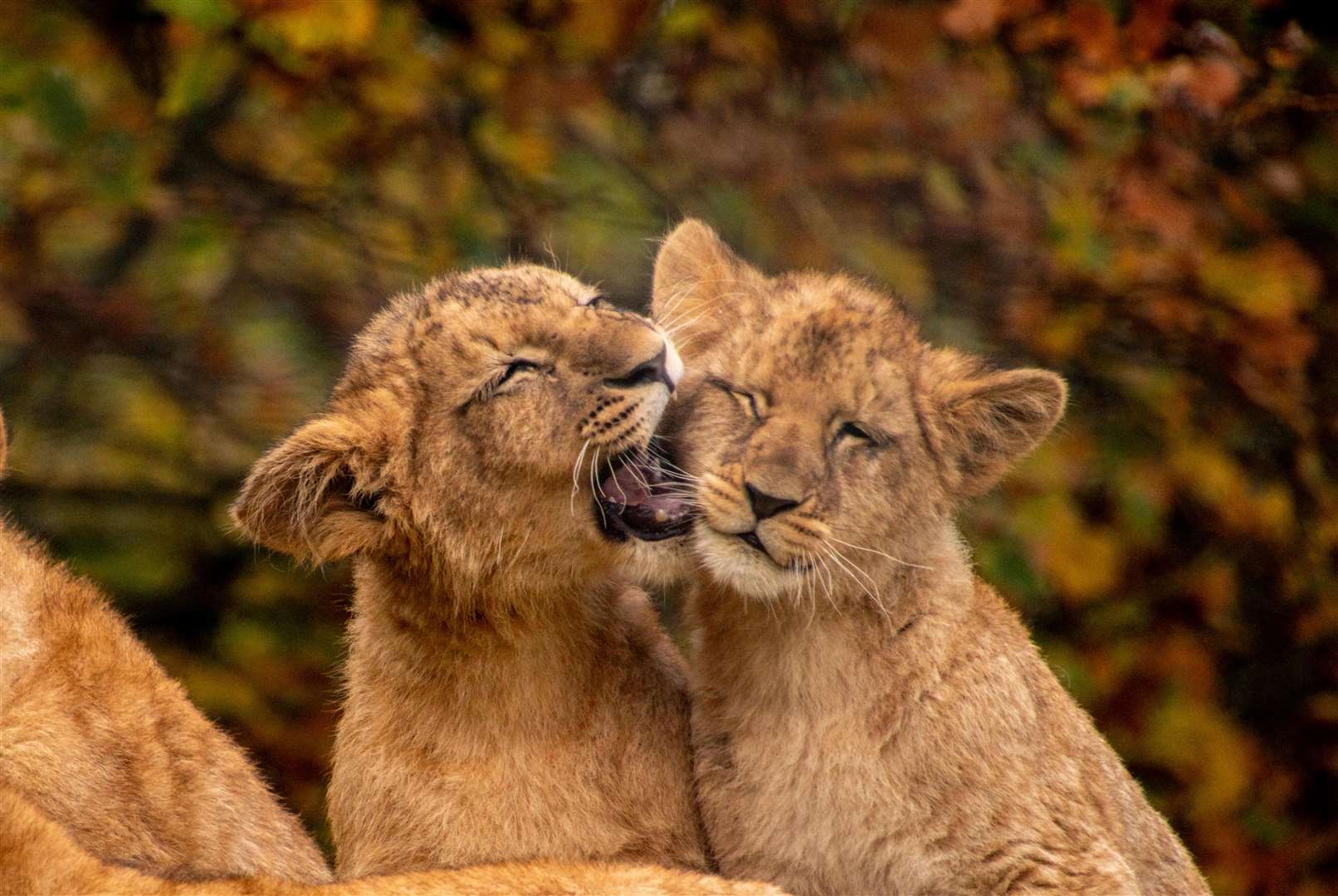 SIbling lion cubs have made their public debut at Howletts Wild Animal Park. Photo: Andrew Norman