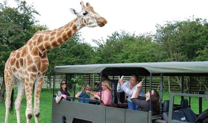 A group of visitors heading out on a safari at Port Lympne Hotel and Reserve. Picture: Portlympne.com