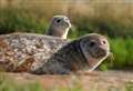 Seal the deal: Kent’s seal-spotting excursions