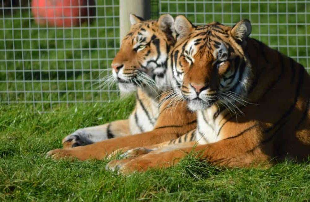 Brother tigers Troy and Blade at Wingham Wildlife Park near Canterbury. Picture: Wingham Wildlife Park