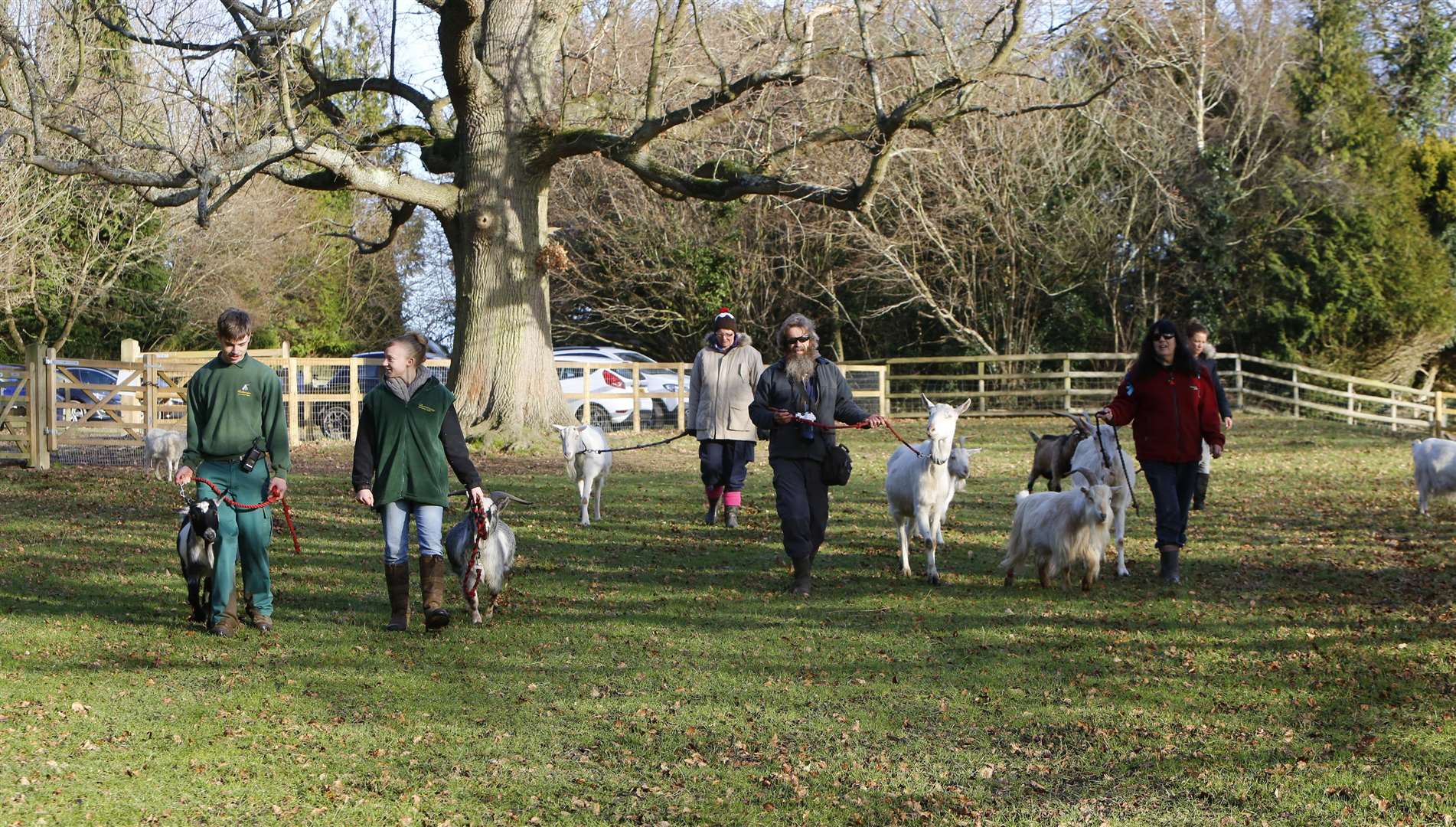 Goat-walking could be a great way to relax this weekend