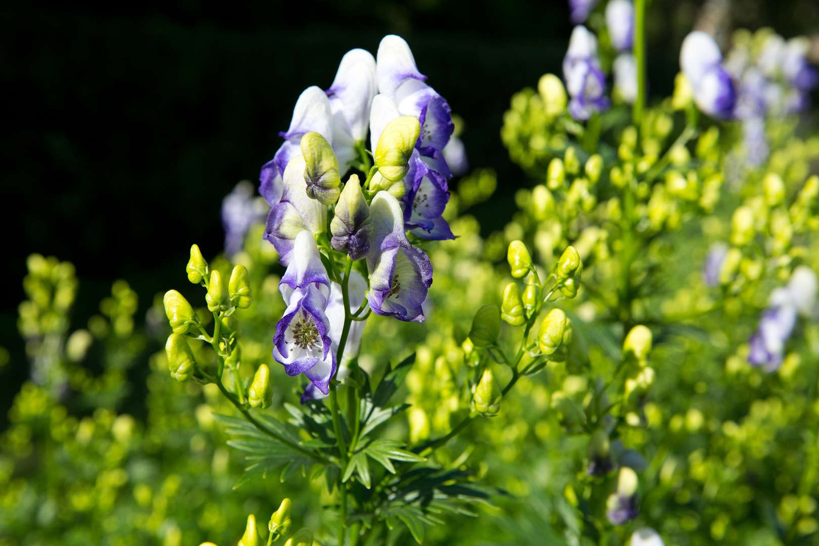 Monkshood