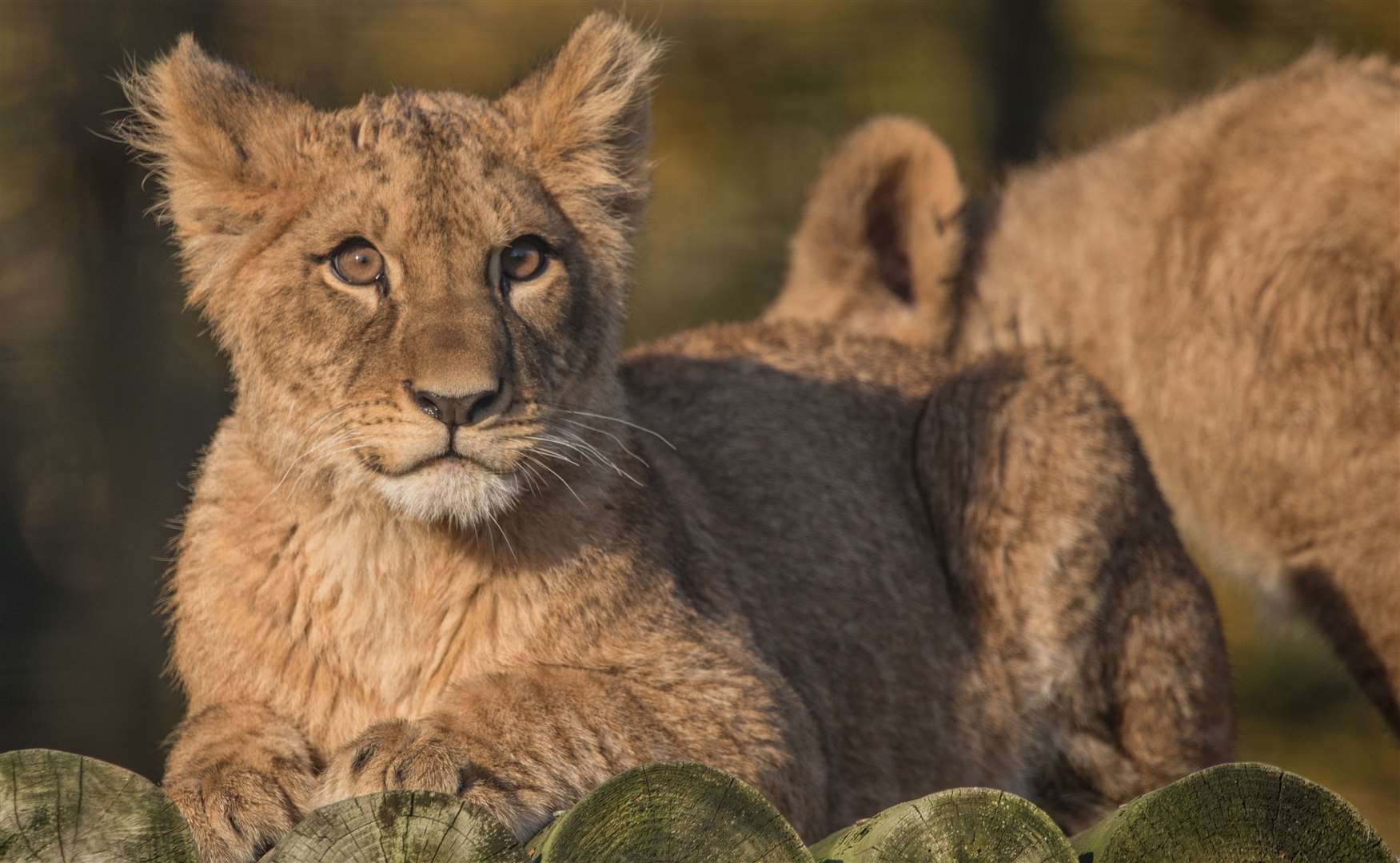 The wildlife park is home to 390 species, including many endangered animals. Picture: Aspinall Foundation