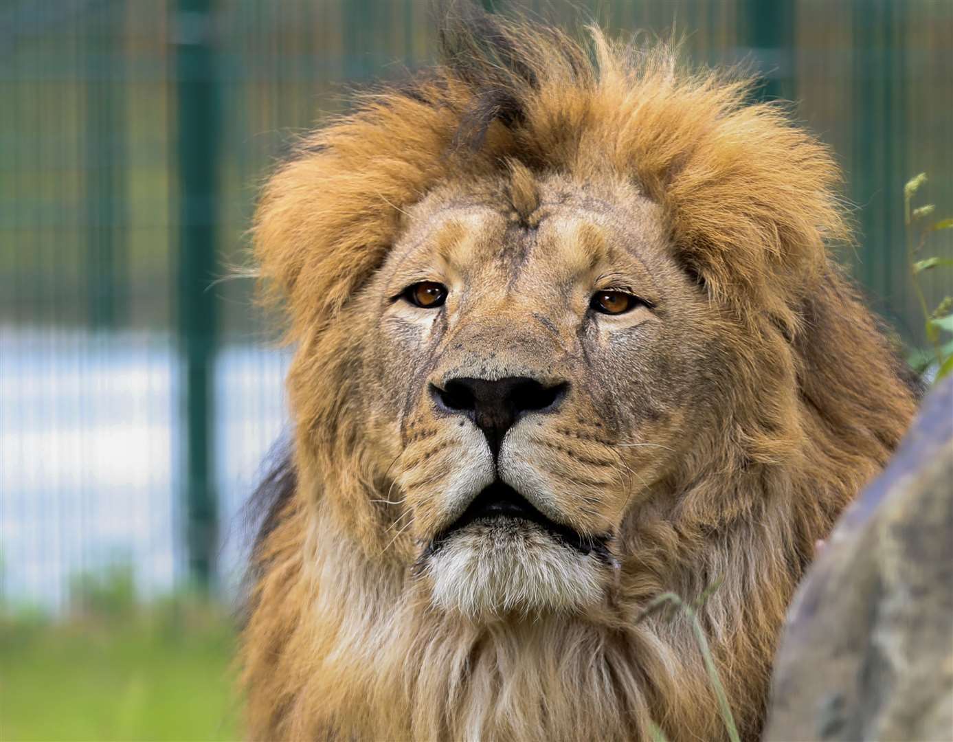 Rori will be the only male lion to arrive at the sanctuary. Picture: The Big Cat Sanctuary