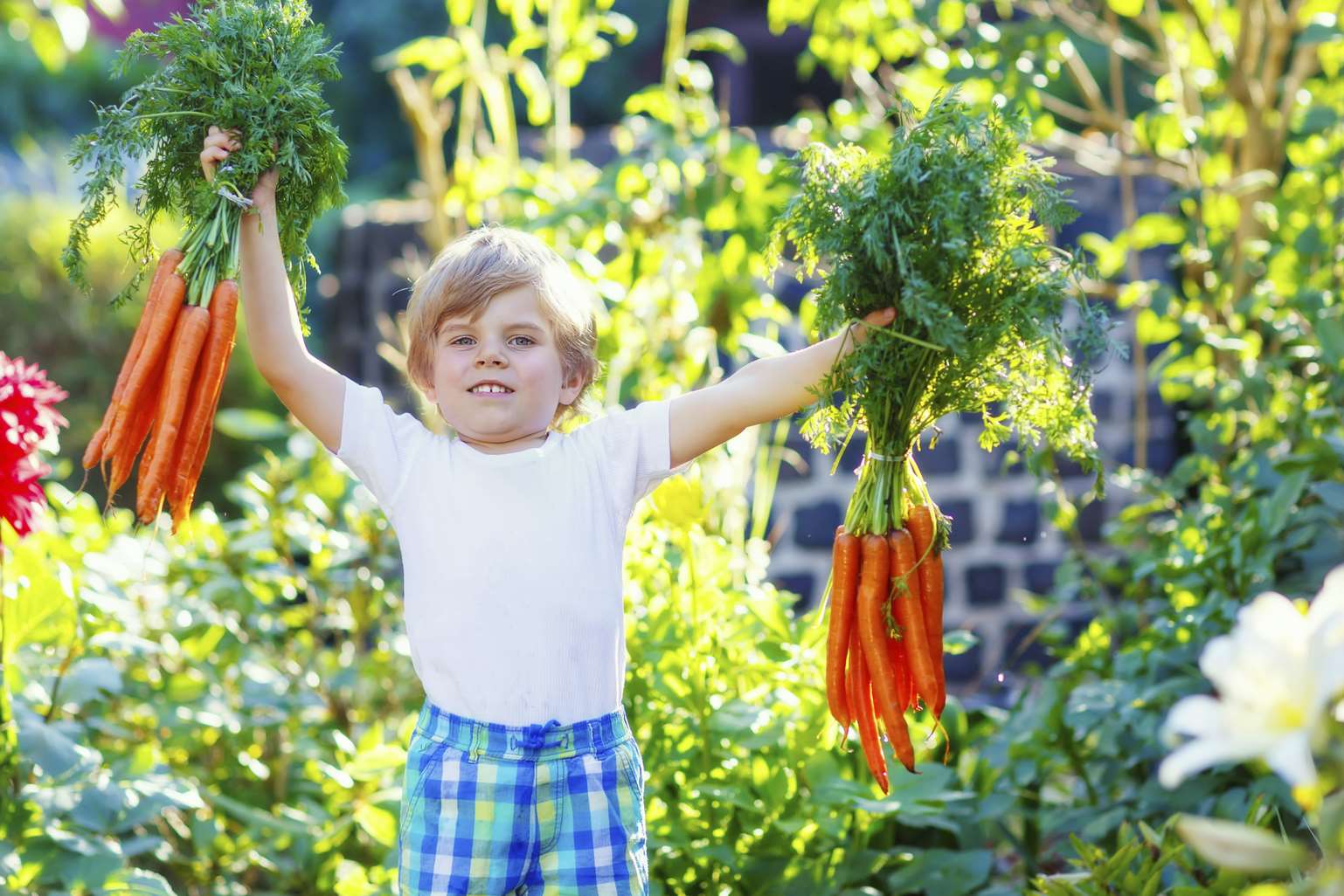 Carrots are rich in beta-carotene, which is converted into vitamin A in the liver