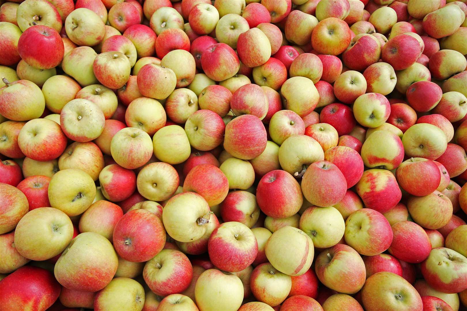 Children can try their hand at some traditional apple pressing