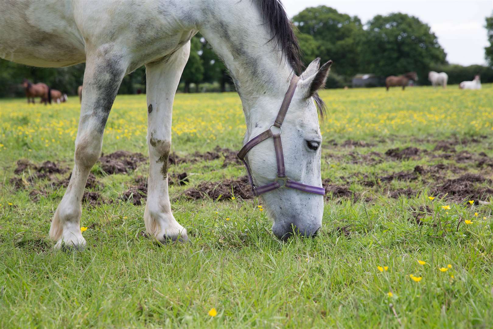 Blind horse Octavia at The Retreat Animal Rescue. Picture: Rebecca Holliday