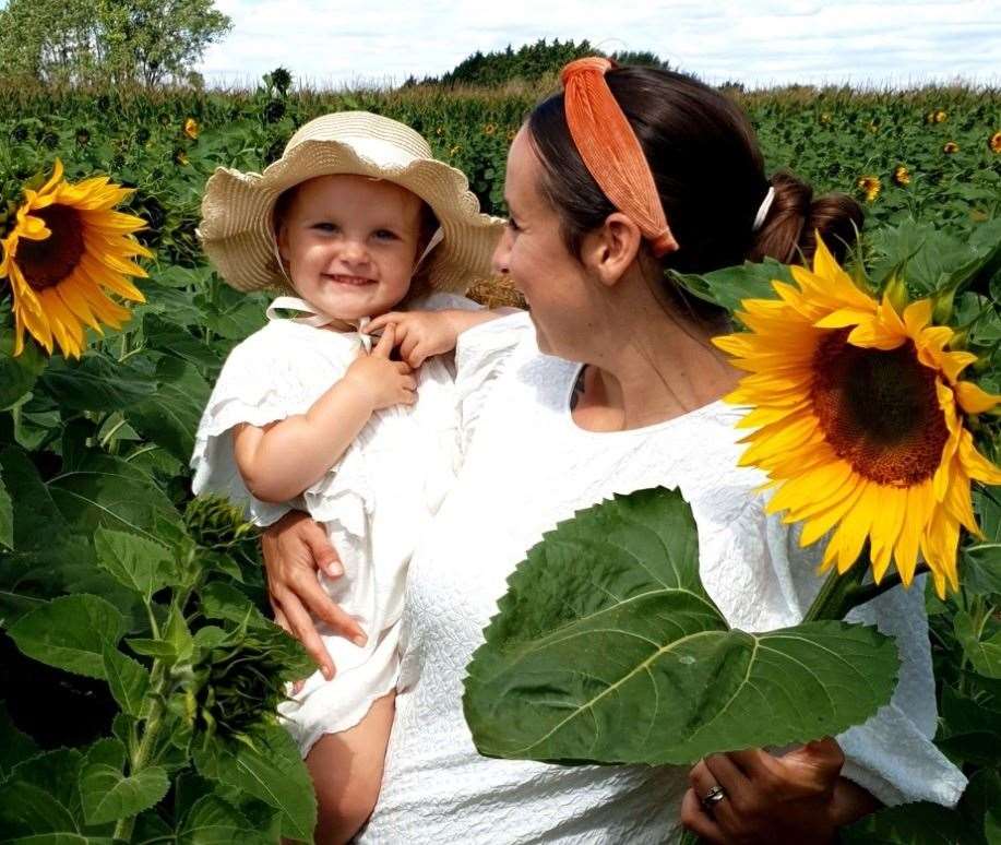 The maze will bloom into sunflowers, as they did last year