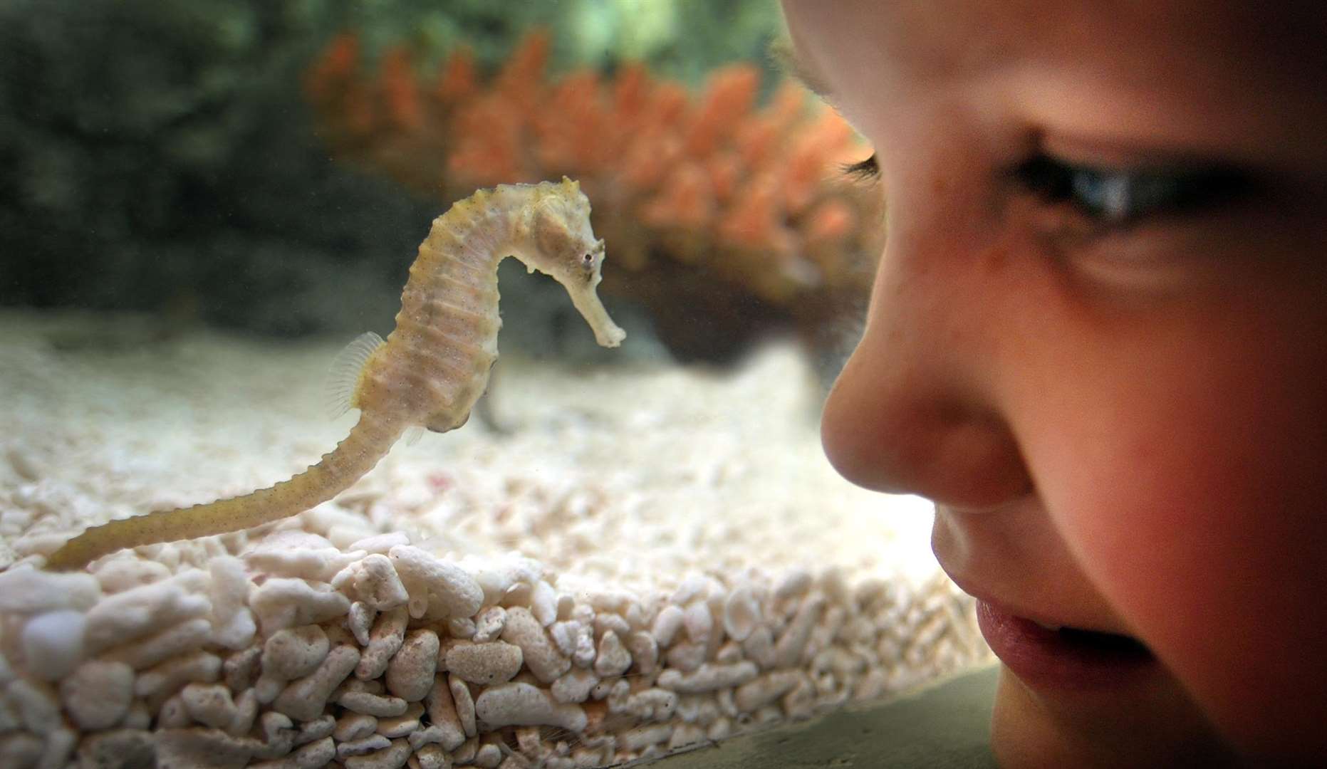 Sea Life London Aquarium is on the South Bank of the River Thames, near the London Eye