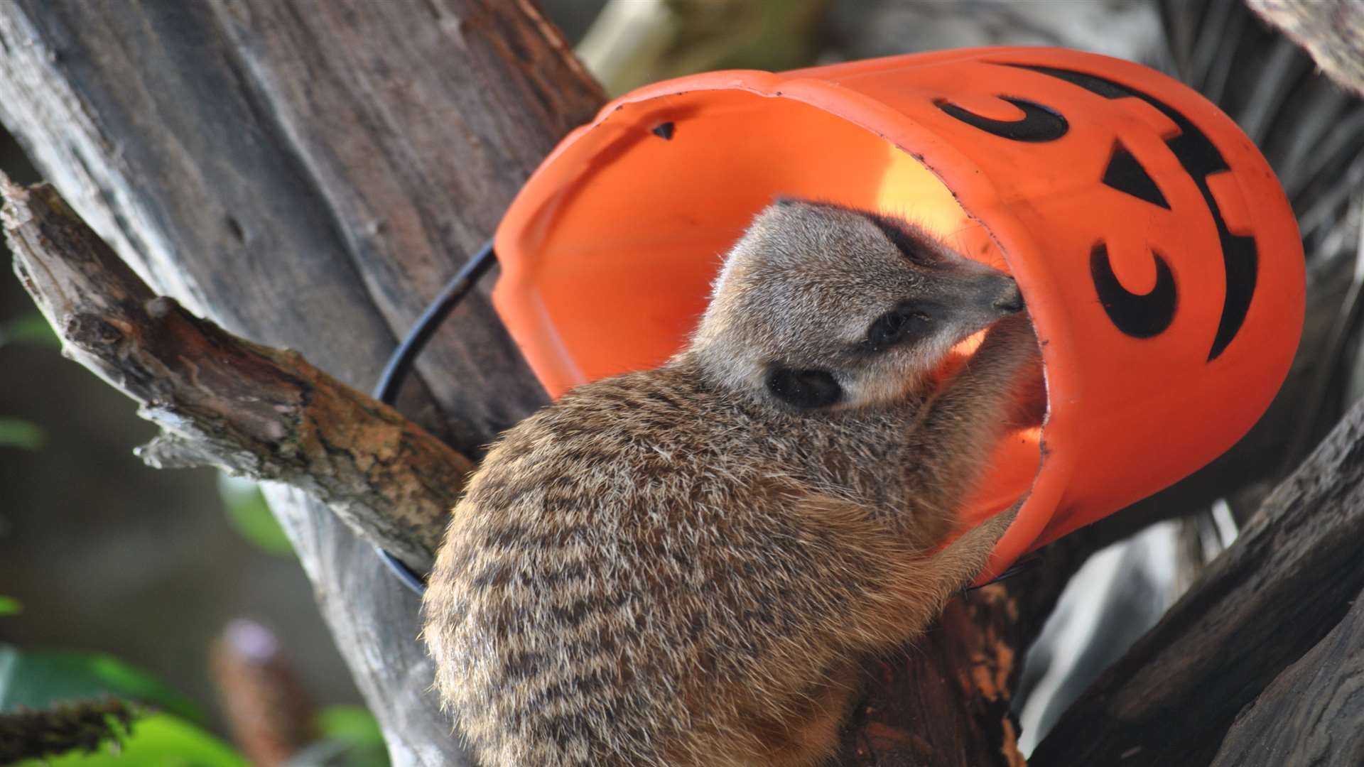 Meerkat at Port Lympne enjoying Halloween treats