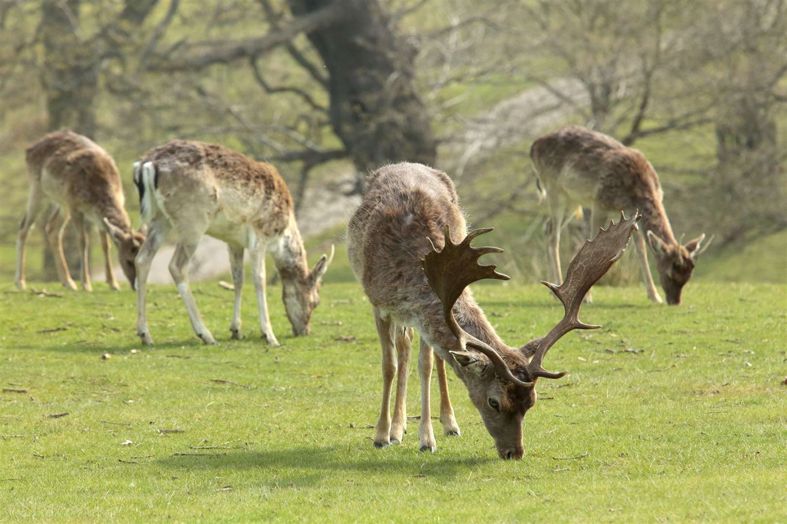 Deer at Knole Park