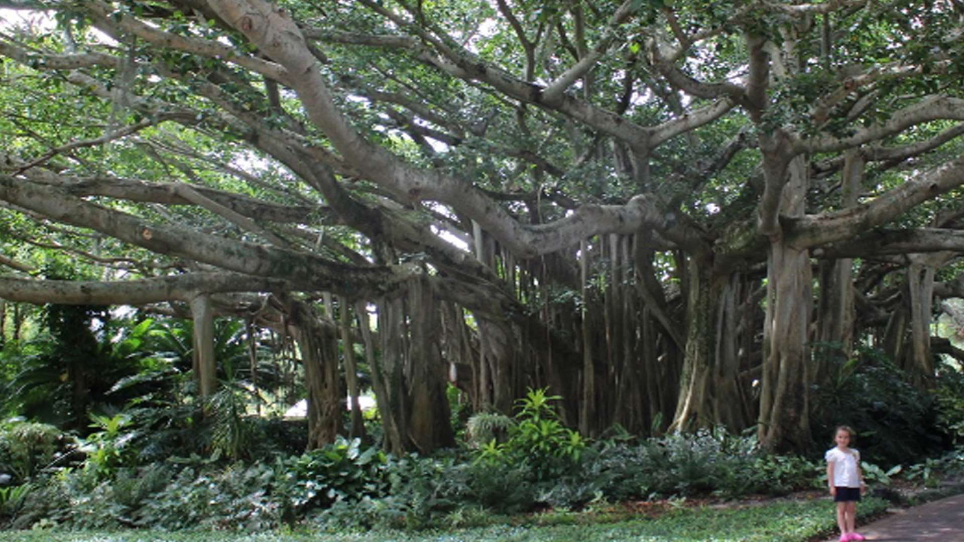 Banyan tree in Cypress Gardens, Legoland