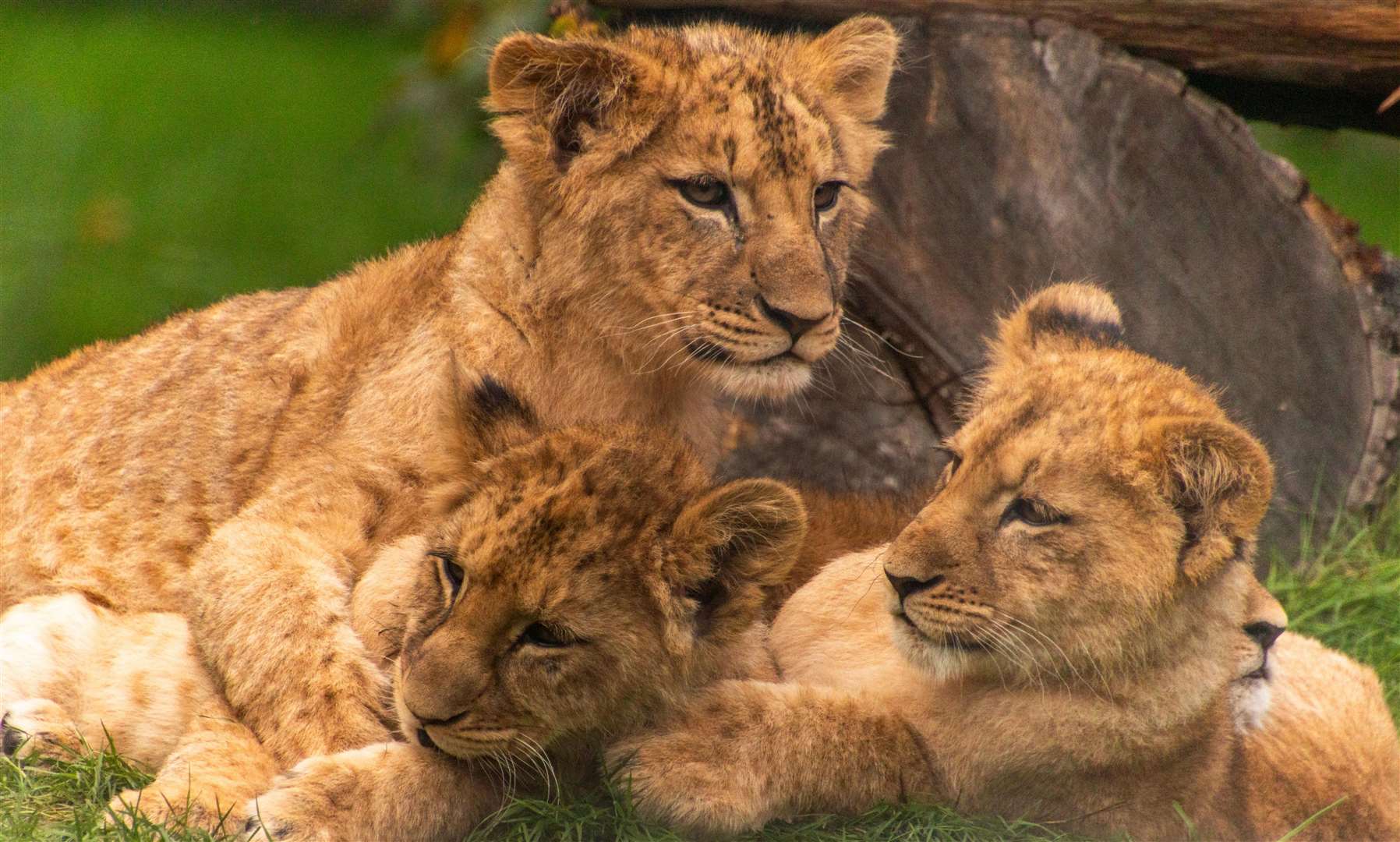 The new lion cubs - Zimbi, Simbi, Zala and Cazzo - were introduced in January. Picture: Andrew Norman