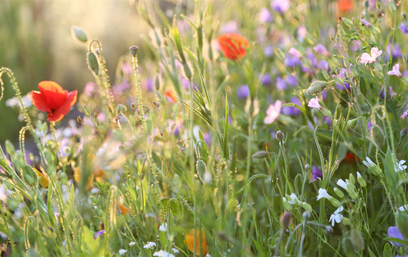 Minute flower bugs live among wildflowers and in parks and gardens. Image: iStock.