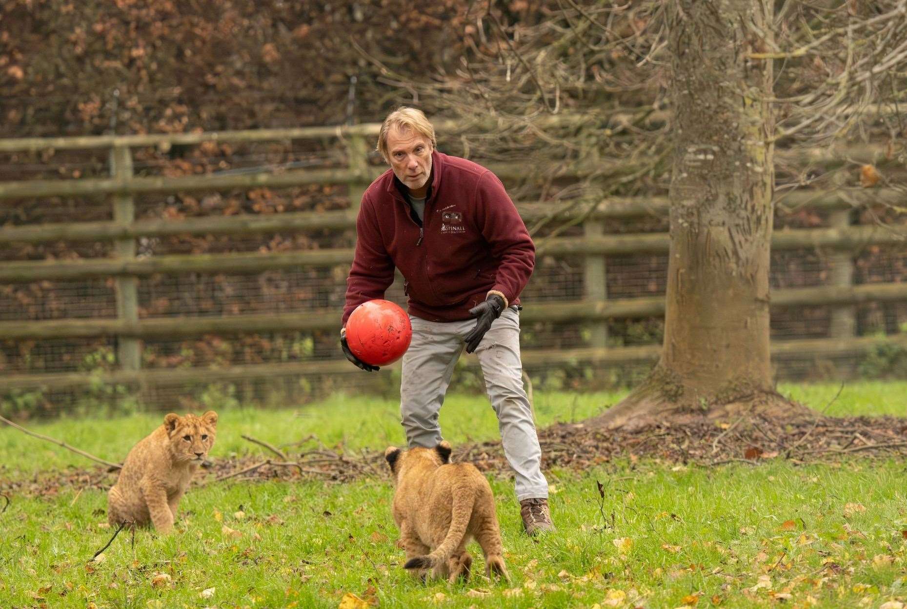 Aspinall Foundation chairman Damian Aspinall plays with the lion cubs. Photo: Daz Takes Photos