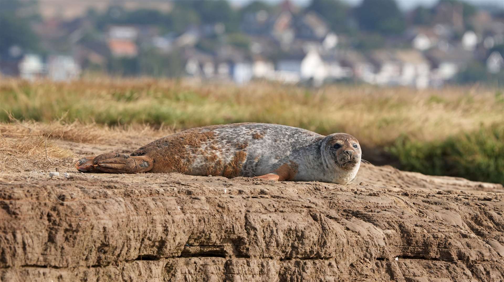 The number of seals in the area is positive, however, issues like plastic and sewage pollution still pose a threat to local wildlife. Picture: Gareth Fuller/PA Wire