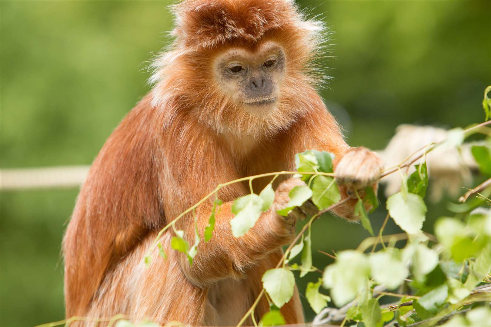 A Javan langur at Howletts Wild Animal Park