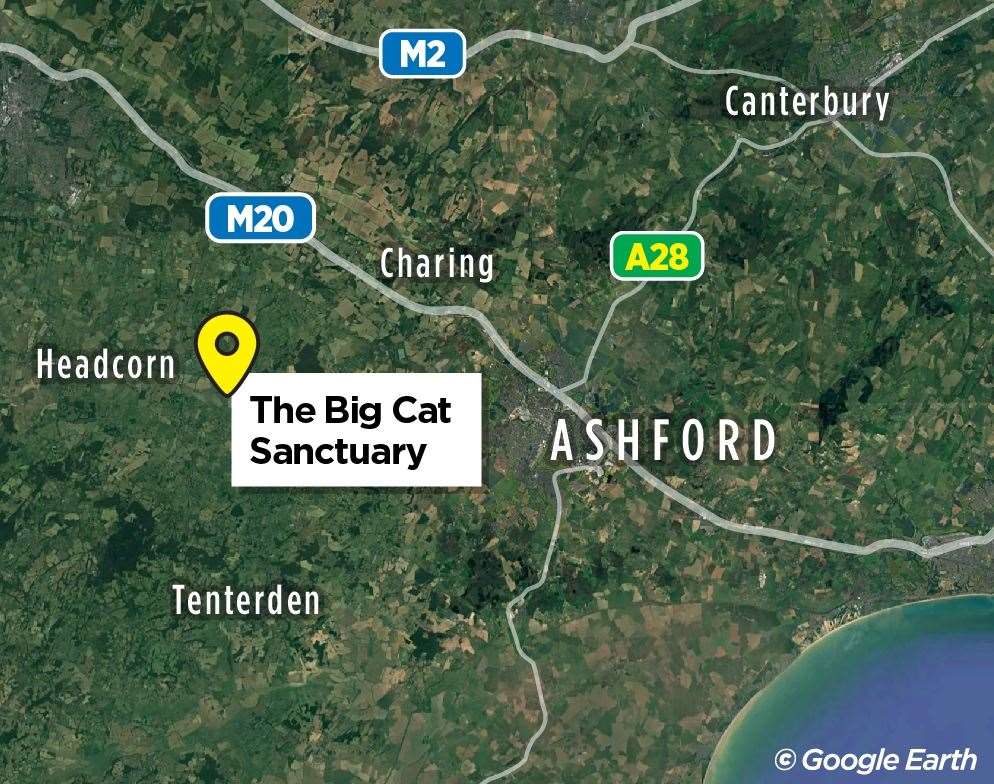 The Big Cat Sanctuary is home to about 40 cats in Smarden, near Ashford