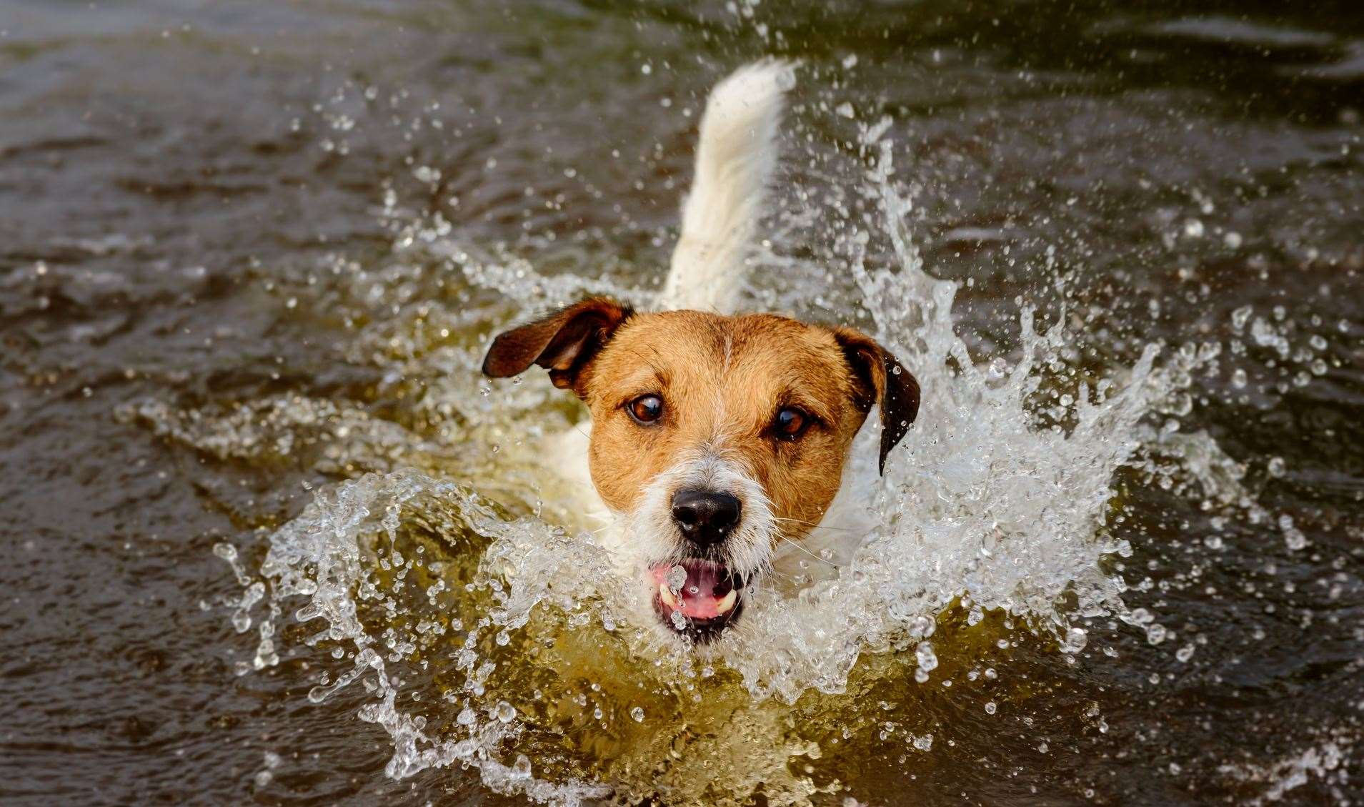 Some beaches will continue to welcome dogs through the summer months.