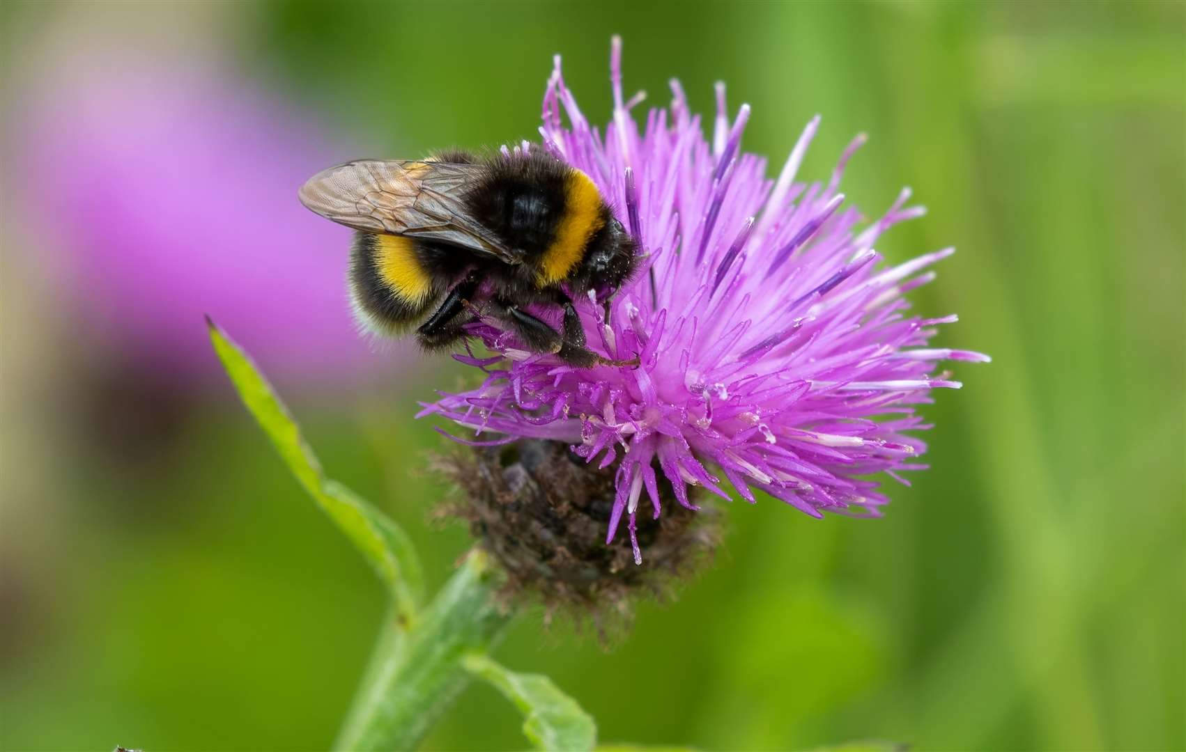 A bumble bee. Image: iStock.