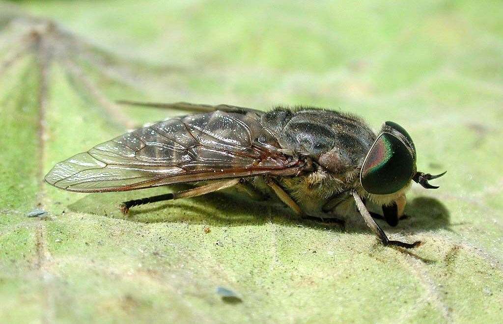 An image of a large horsefly. Image: Dungeness RSPB Observatory.