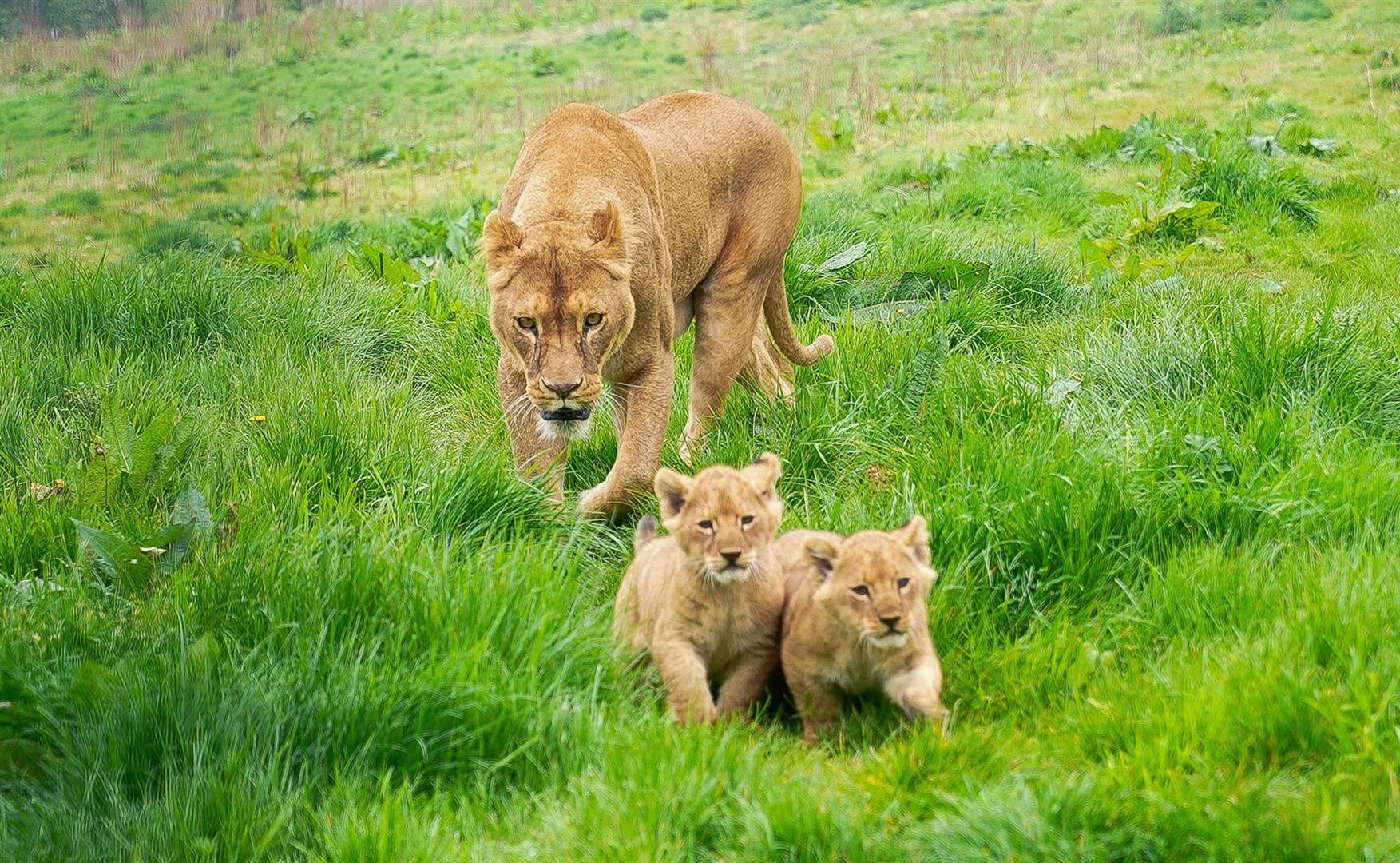 A pair of adorable lion cubs have been welcomed to Port Lympne Hotel and Reserve near Hythe. Picture: Port Lympne Hotel and Reserve