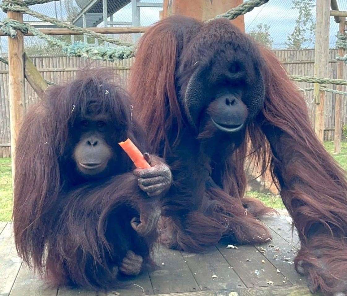 Orangutans Awan and Jim are expecting a baby this summer. Picture: Wingham Wildlife Park