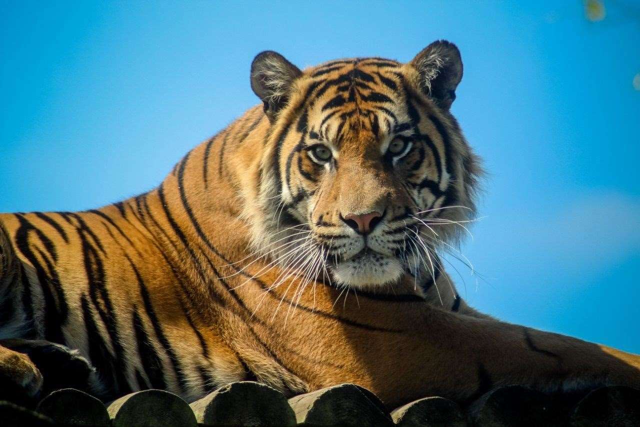 See the tigers at Howletts