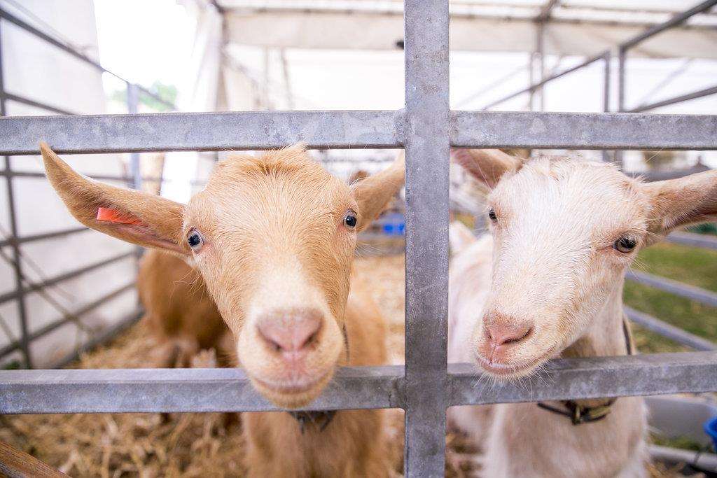 Livestock at the Kent County Show Picture: Thomas Alexander (2784436)