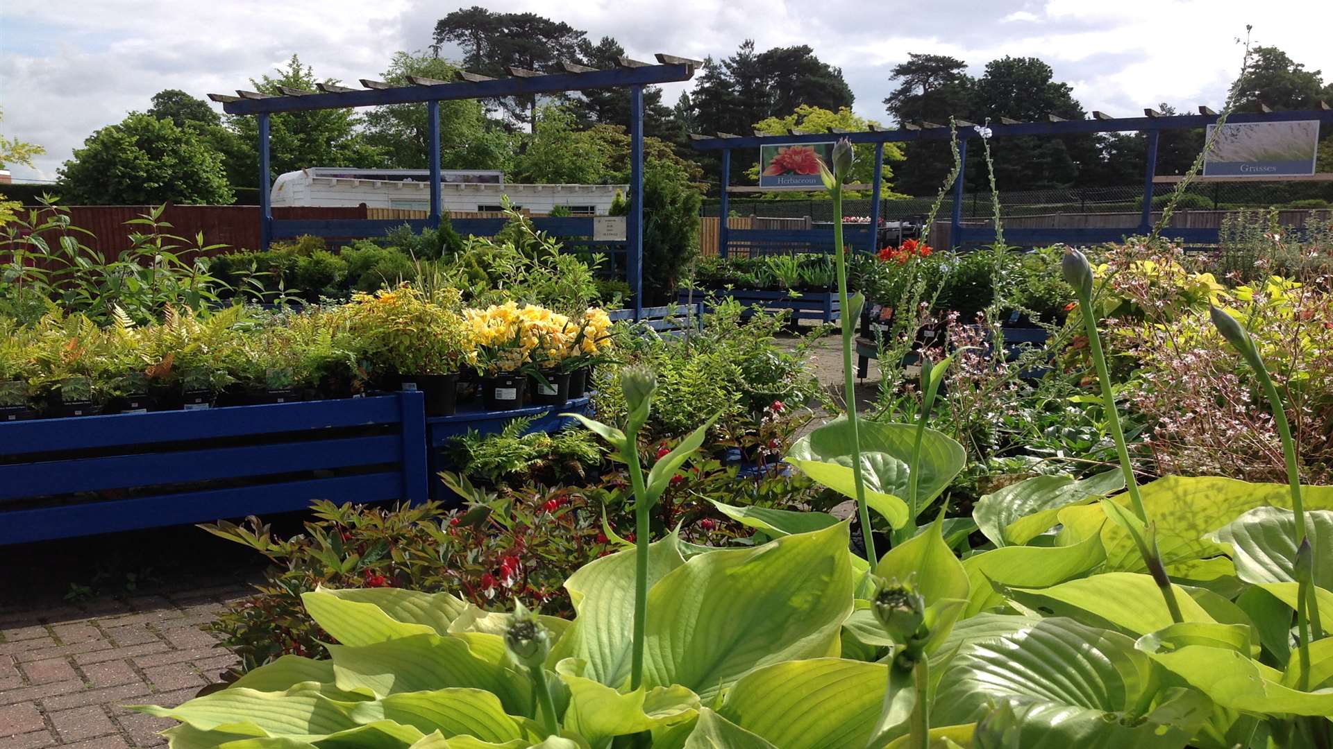 You'll discover a variety of plants and flowers including the National Collection of Hellebores