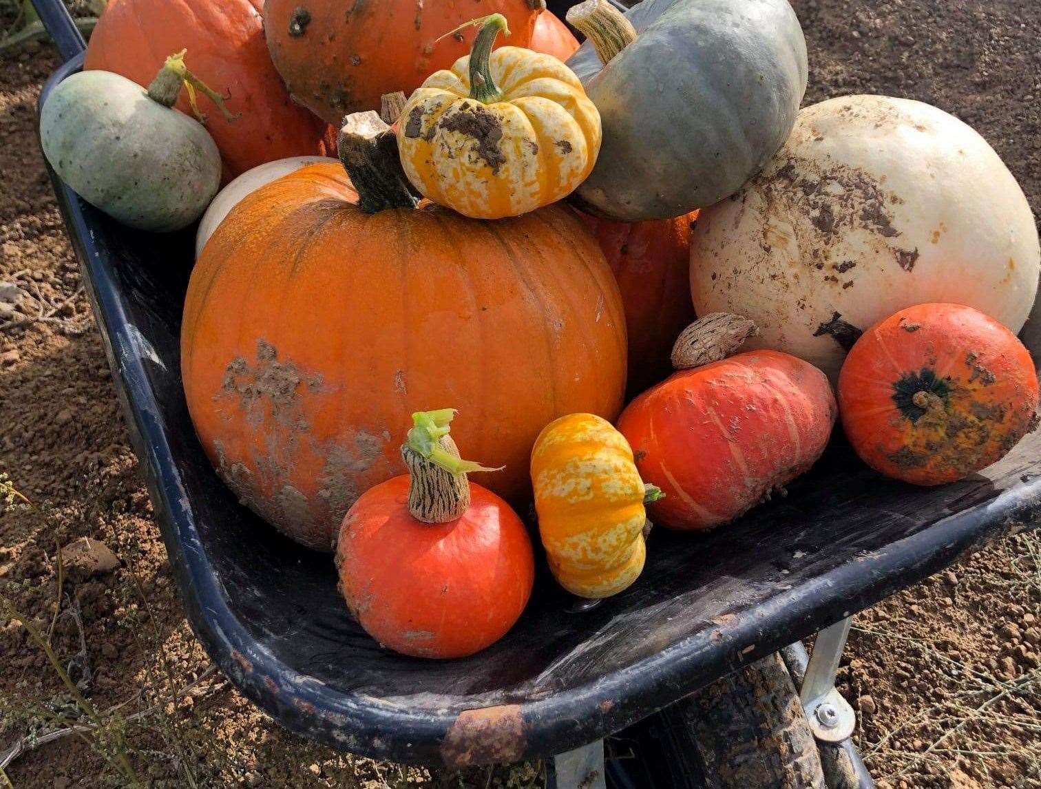 Fill your wheelbarrow with pumpkins starting from £2.50 at Bidborough’s Four Winds Farm. Picture: Facebook / Four Winds Farm