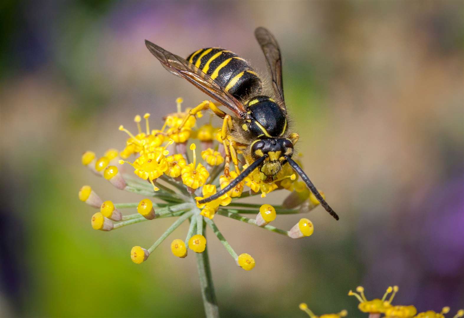 A wasp or hornet sting can be painful. Image: Stock photo.