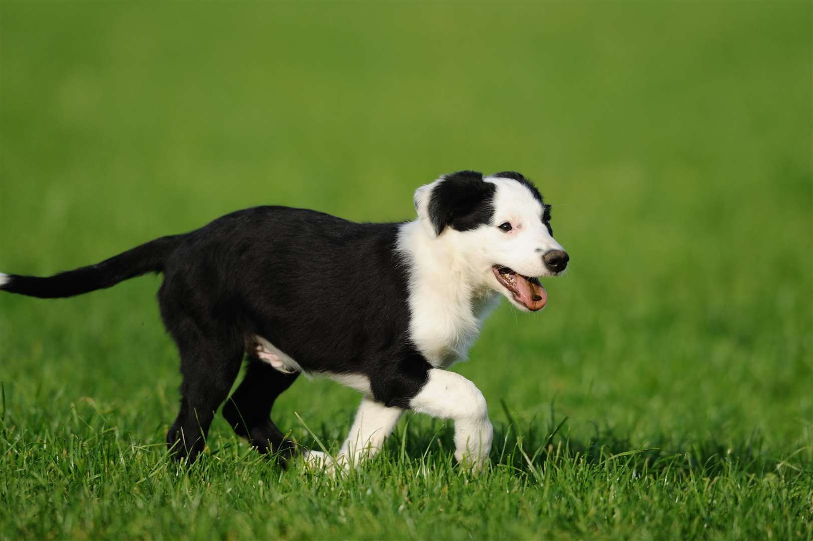 Go behind the scenes at Meopham's veterinary hospital. Picture: Think Stock