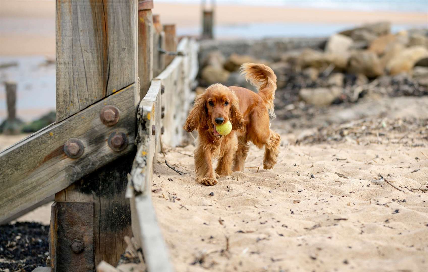 Dogs are often only permitted on certain beaches in the summer months. Image: iStock.