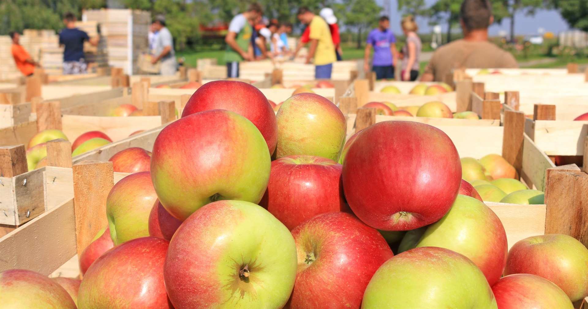 Celebrate the autumn harvest at this weekend's Apple Carnival. Picture: iStockphoto