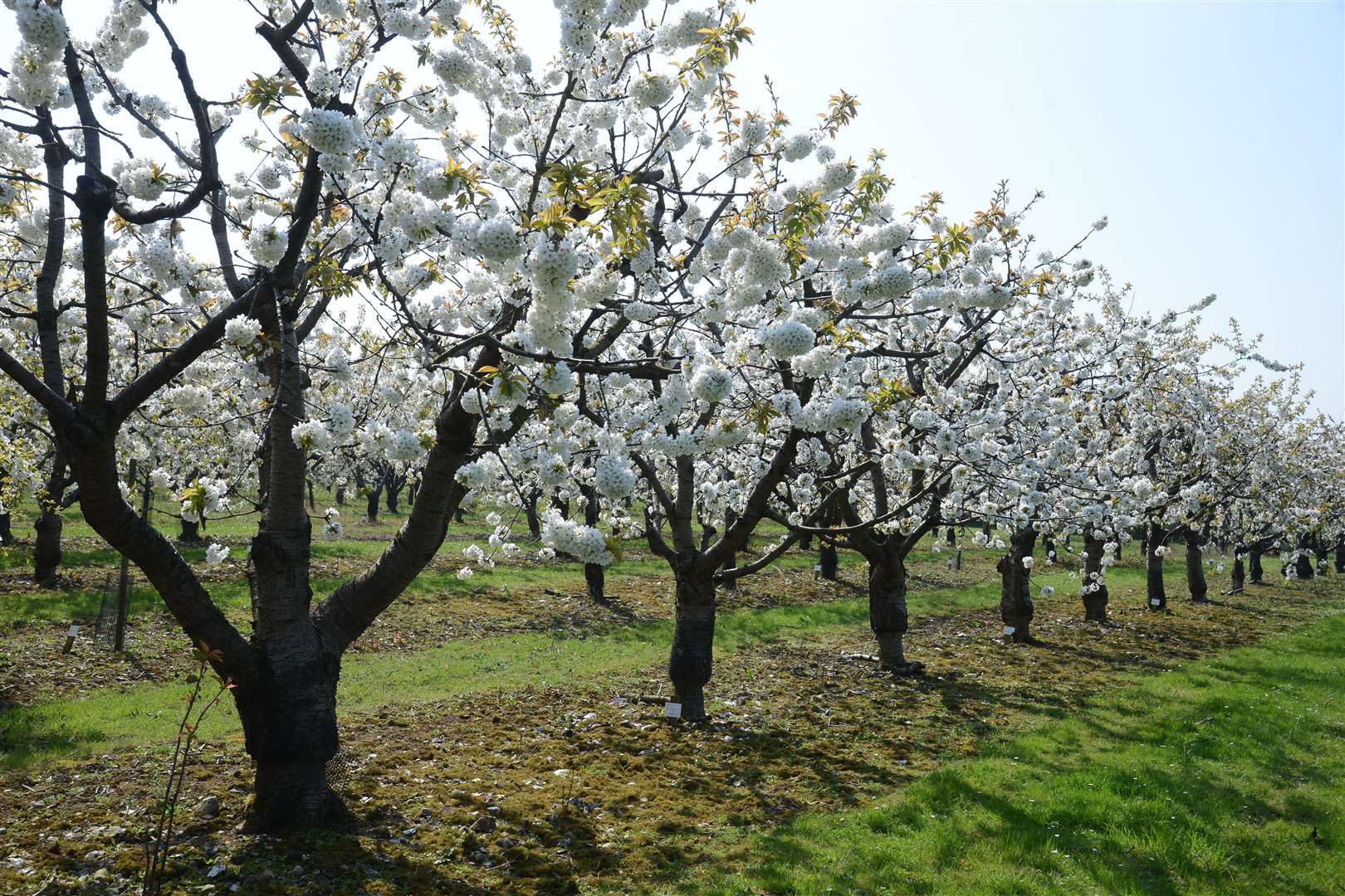 Easter at Brogdale near Faversham