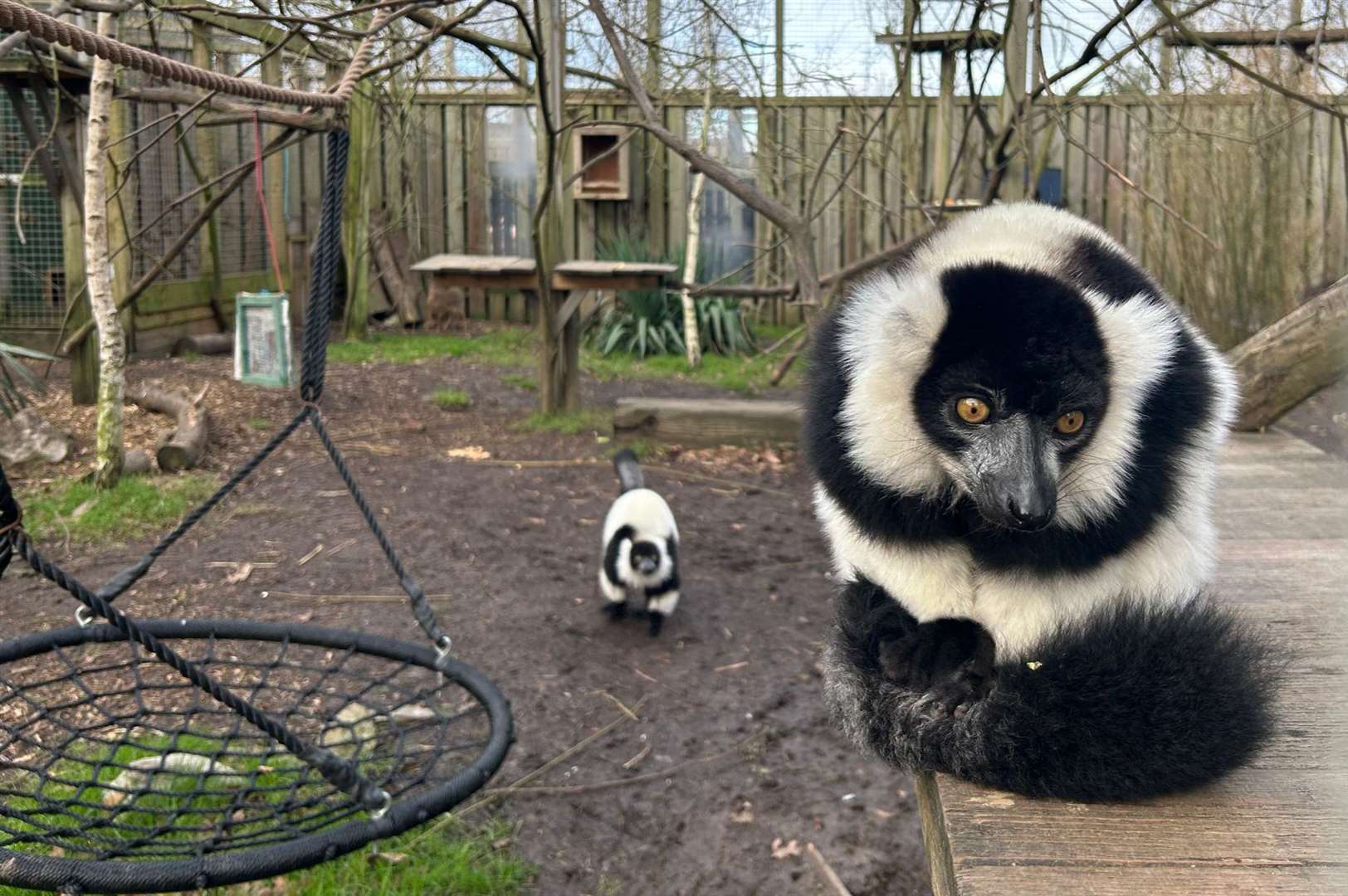 Visit the endangered and exotic animals at Medway’s only zoo