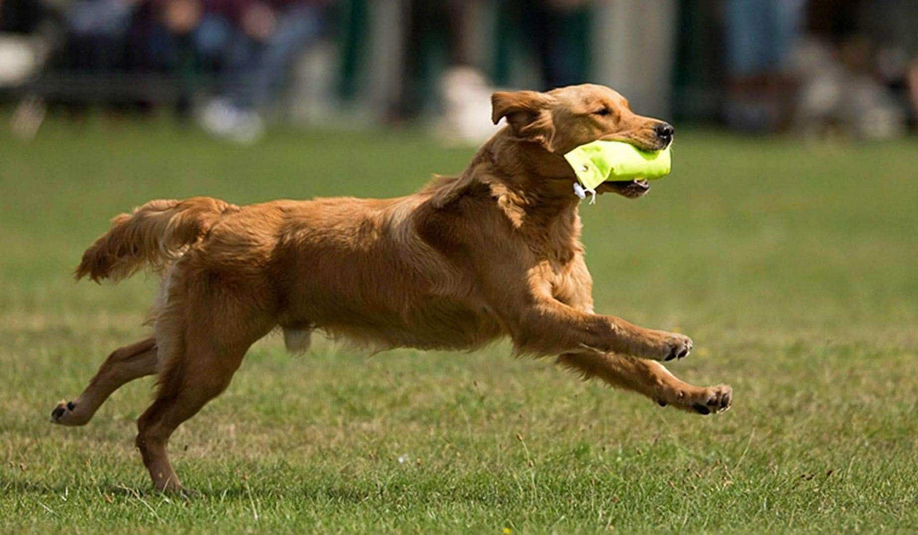 Many visitors are expected to watch the dog show over the weekend. Picture: Facebook / Kent Fest