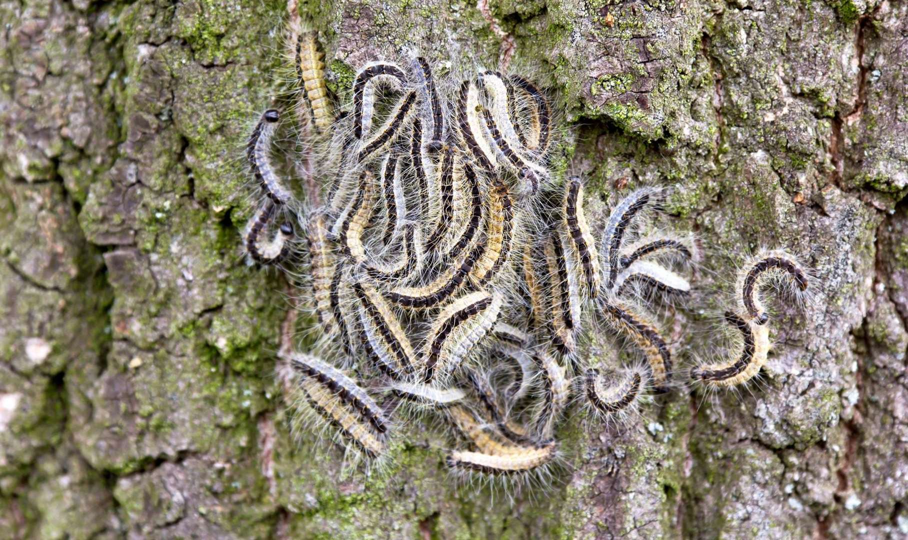 The Forestry Commission says people should not touch the hairy caterpillar