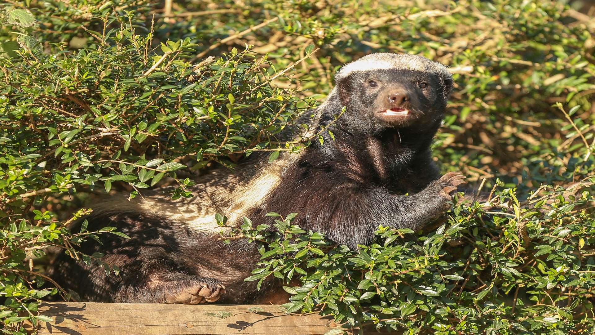 A honey badger at Howletts