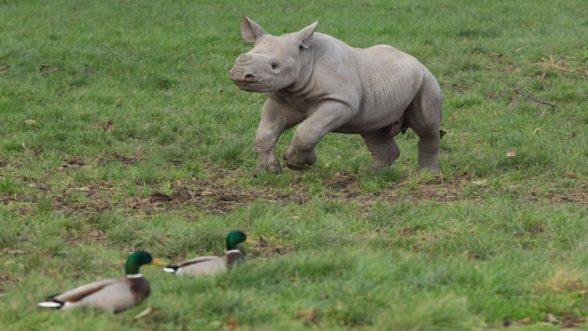 A baby rhino at Howletts Animal Park