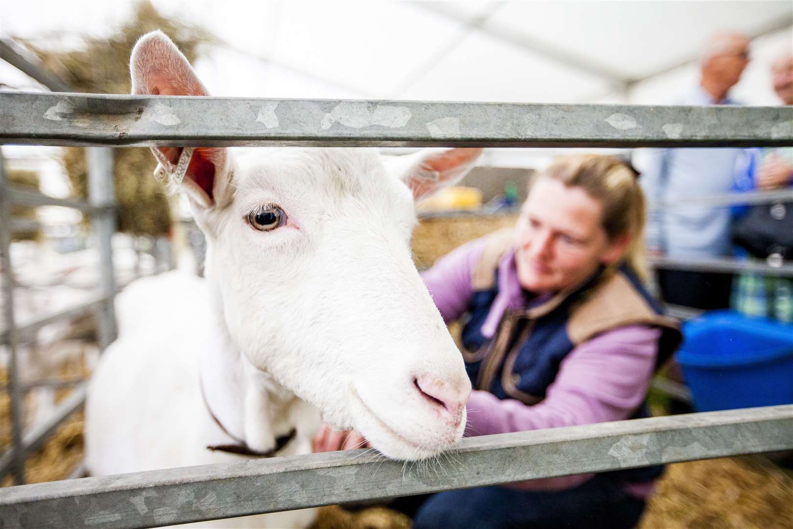 Meet animals such as sheep, cows, goats, rabbits and pigs. Picture: Thomas Alexander