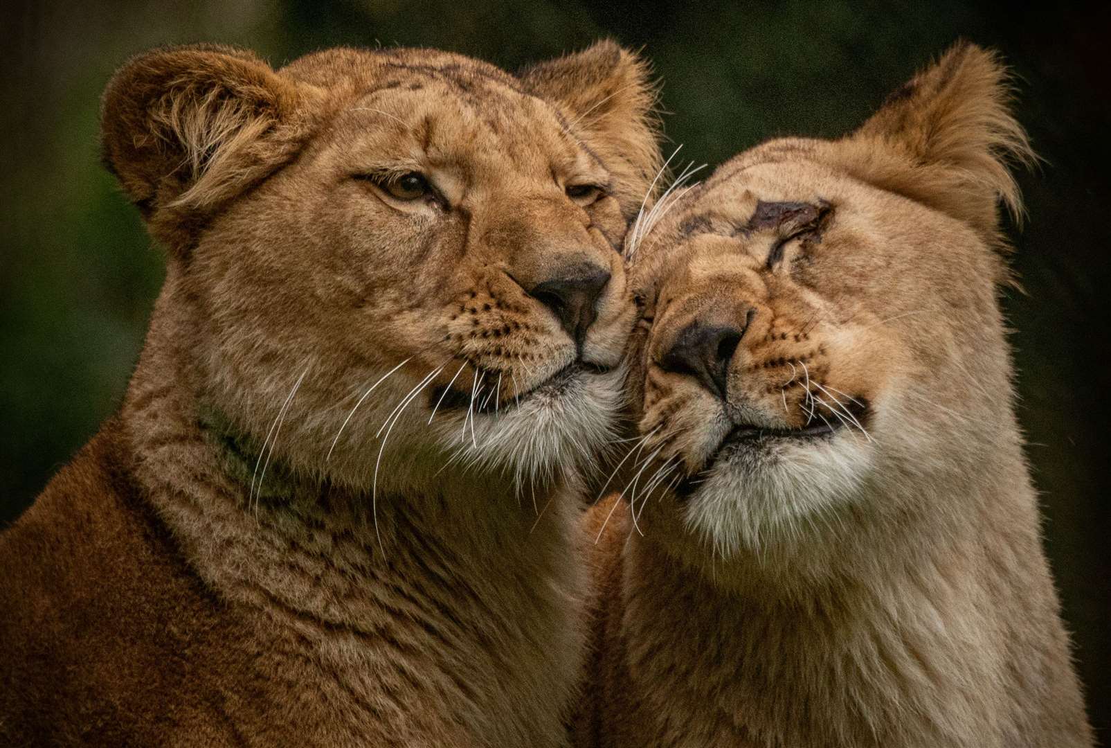 Howletts, near Canterbury, has welcomed new lionesses Alani and Zuri. Picture: @photography_by_dmc