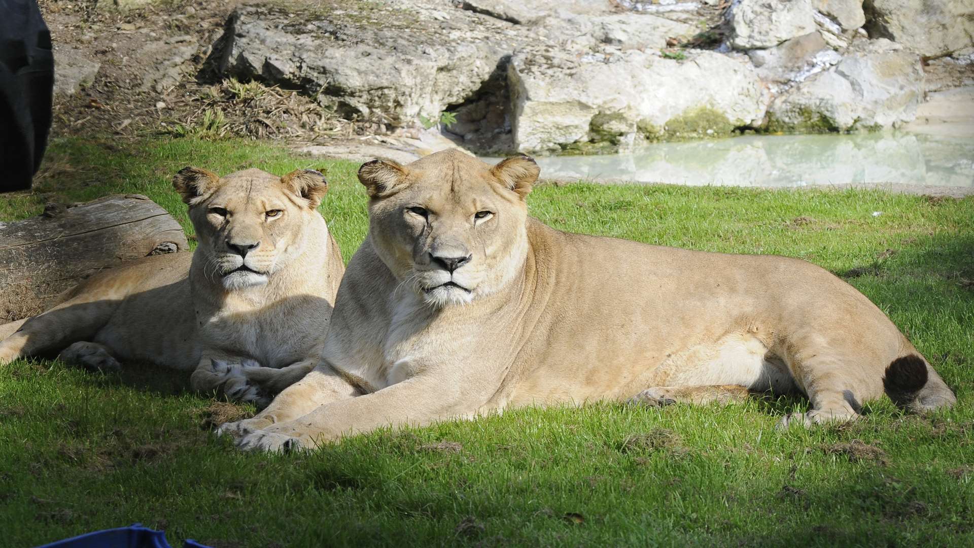 Barbary lions