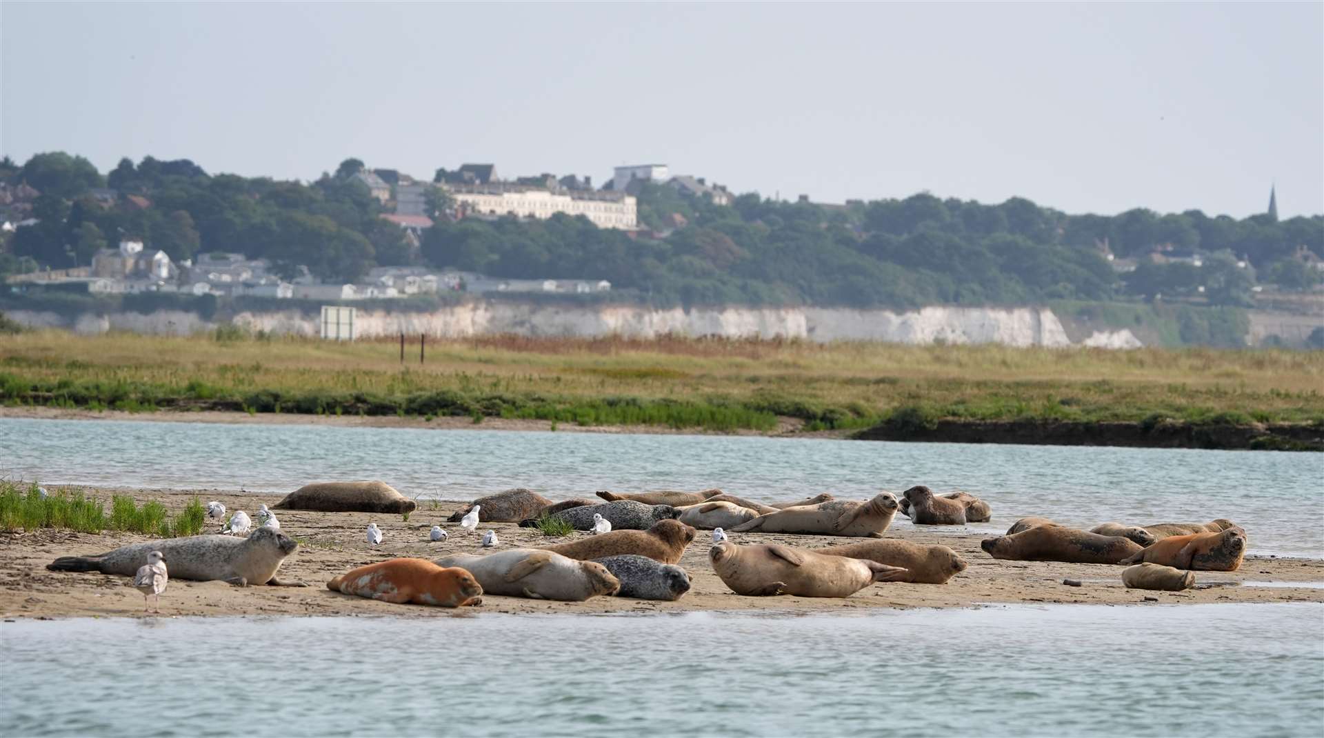 Seals were spotted on the banks of the River Stour near Ramsgate as part of the ZSL survey. Picture: Gareth Fuller/PA Wire