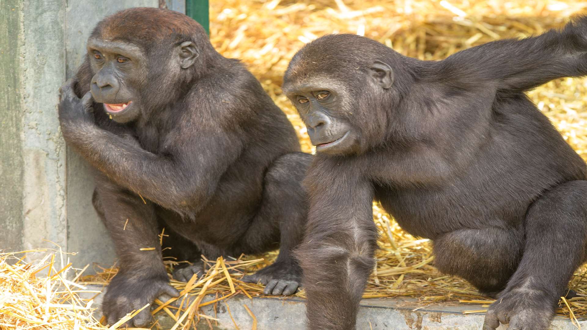 Western lowland gorillas