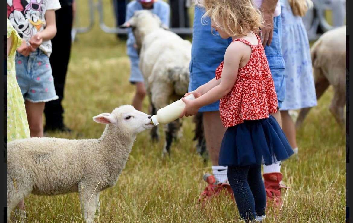 There will be a chance to see farmyard animals and reptiles at the festival. Picture: Facebook / Kent Fest