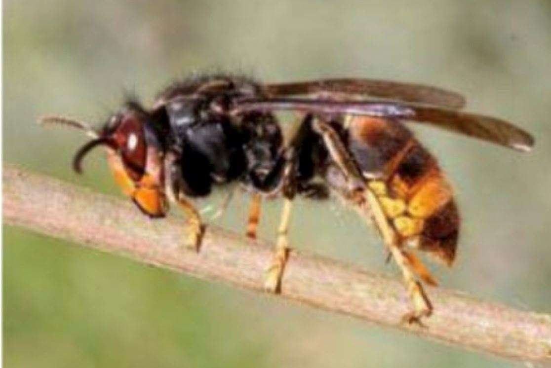 The British Bee Keepers Association fears the arrival of the Asian hornet