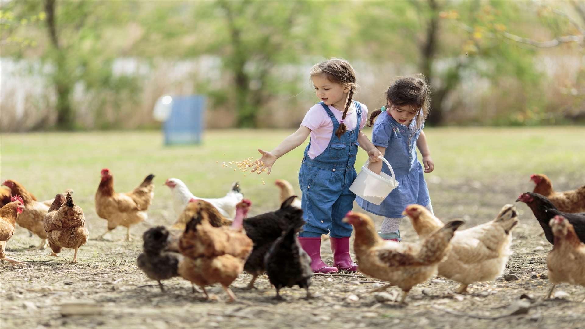 Children raised on farms have certain immune advantages over children brought up in cities