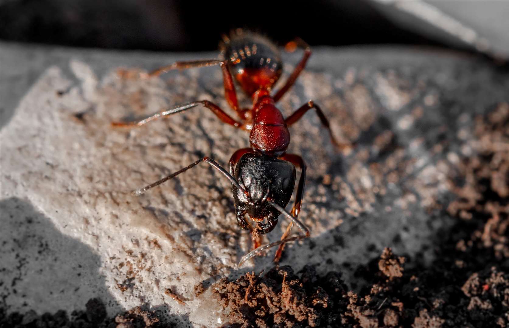 A close-up image of a red ant. Image: iStock photo.